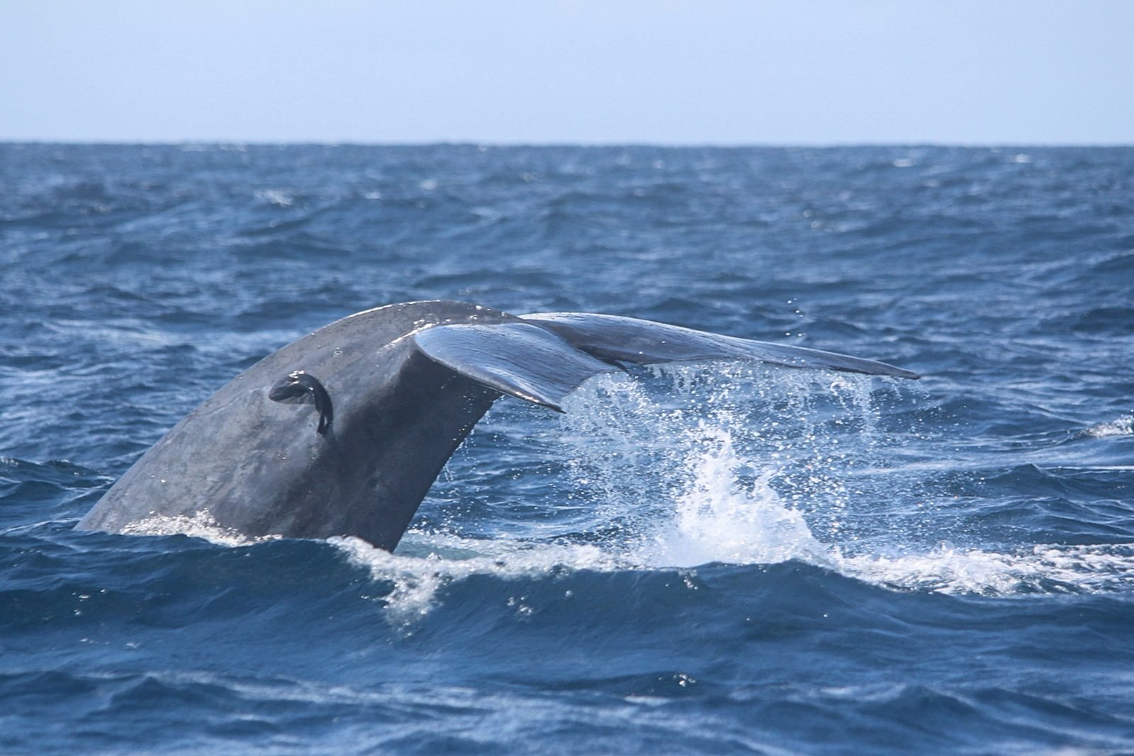 Whales off Mirissa
