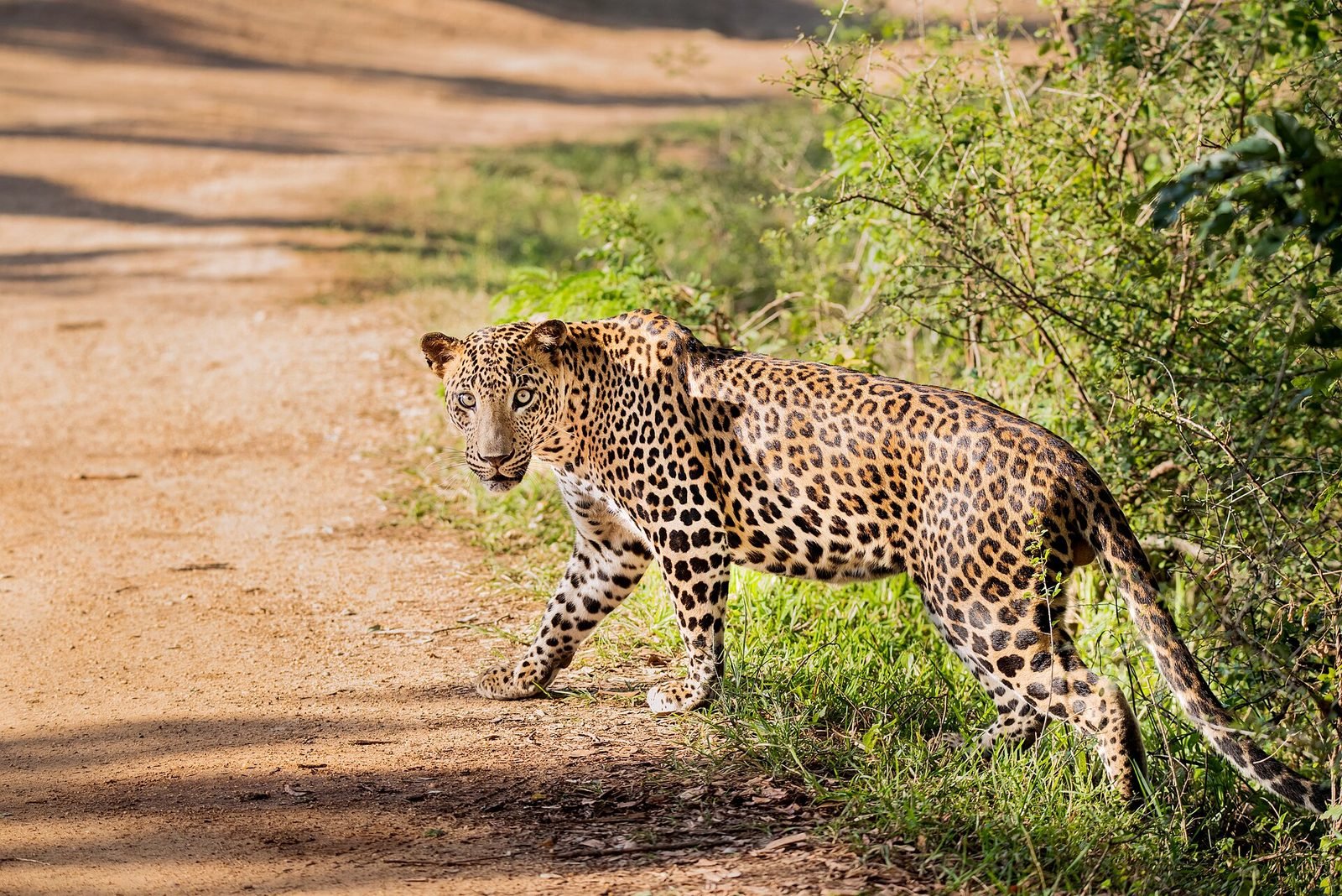 Yala National Park